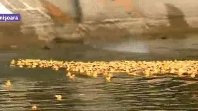 Festivalul Bega Bulevard 2013: trei zile de muzica si distractie in centrul Timisoarei. Nu lipseste renumita cursa a ratustelor Imagine