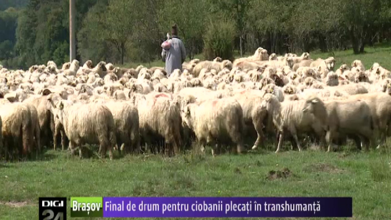 Final de drum pentru ciobanii plecati in transhumanta  Imagine