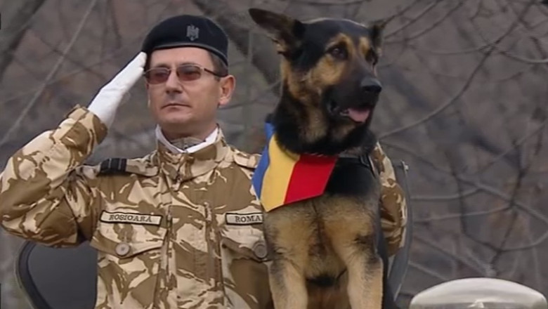 Final trist de cariera pentru Max, cainele-erou al armatei Imagine