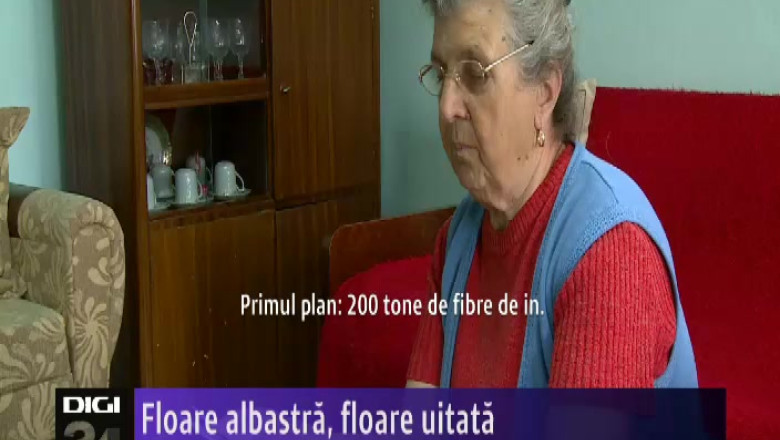 Floare albastra, floare uitata Imagine