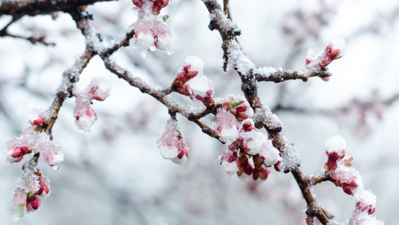 „Floarea este deja partial inghetata”. Urmarile ninsorilor din ultimele zile: livezi intregi inflorite, lovite de ger si zapada Imagine