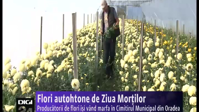 Flori autohtone vandute de Ziua Mortilor in Cimitirul Municipal din Oradea Imagine