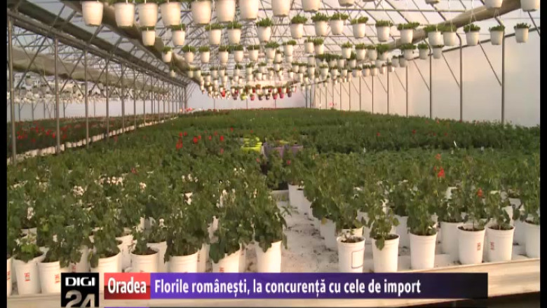 Florile romanesti, la concurenta cu cele de import Imagine