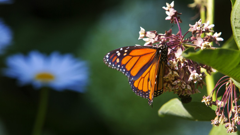 Fluturii isi pierd culorile pe masura ce padurile dispar: natura se estompeaza odata cu defrisarile. Avertismentul cercetatorilor Imagine