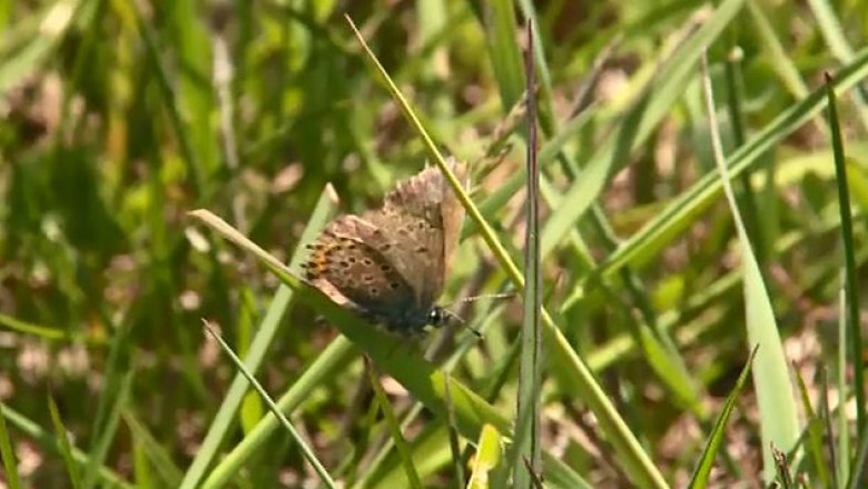 Fluturii le aduc bani fermierilor: o jumatate de milion de euro, pentru ca pe terenurile lor traieste o specie pe cale de disparitie Imagine