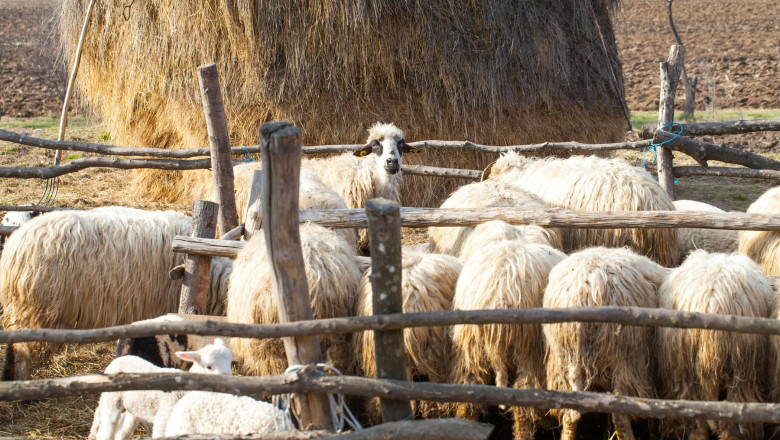 Focar de antrax la o ferma din Vrancea. Proprietarul a ajuns la spital dupa ce a fost diagnosticat cu boala Imagine