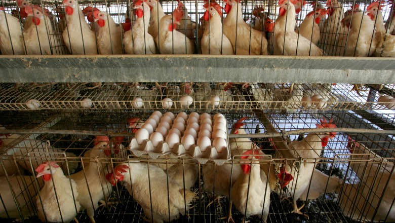 Focar de gripa aviara la o ferma cu peste 75.000 de gaini ouatoare din judetul Olt Imagine