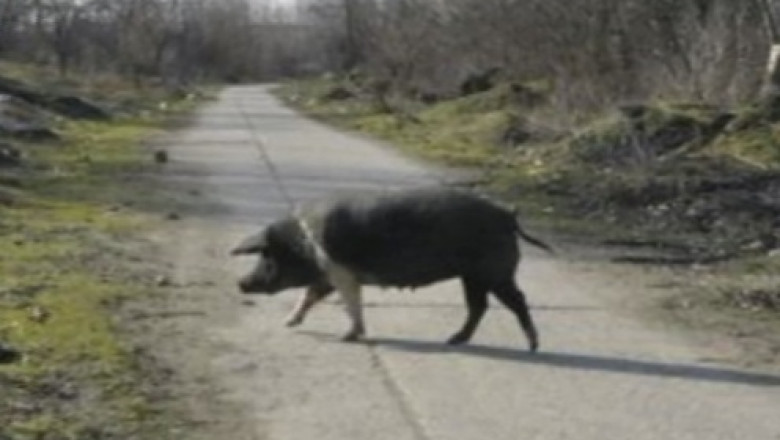 Focar de infectie aproape de granita. Mai multe carcase de porci au fost aruncate aproape de Portile de Fier II Imagine