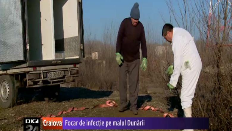 Focar de infectie pe malul Dunarii, in Mehedinti Imagine