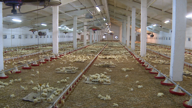 Focar de salmonella la o ferma de pasari din judetul Neamt. 10 mii de gaini vor fi gazate Imagine