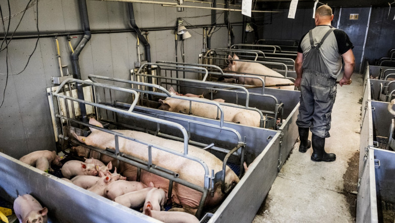 Focar urias de pesta porcina la cel mai mare producator din tara. Romanii vor manca si mai multa carne de import Imagine