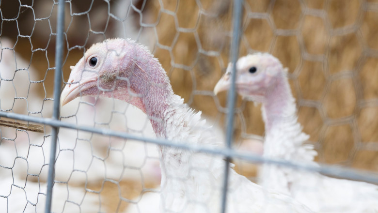 Focare de gripa aviara la doua ferme de curcani din Brasov, unde sunt peste 100.000 de pasari Imagine