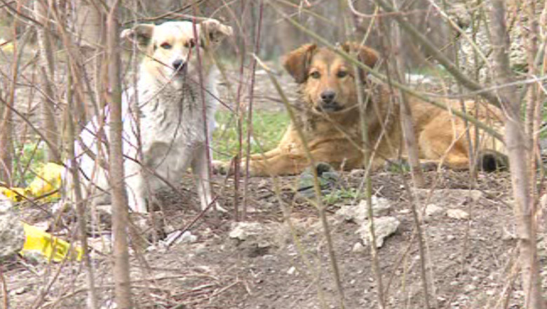 Focare de rabie in Iasi. Infectia a pornit de la doua animale fara stapan Imagine