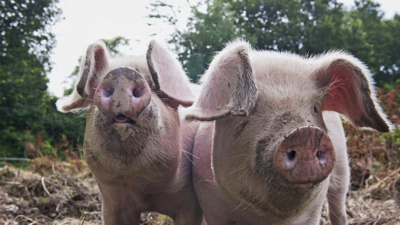 Folosirea unturii de porc pe post de combustibil pentru avioane va afecta grav planeta, avertizeaza expertii Imagine