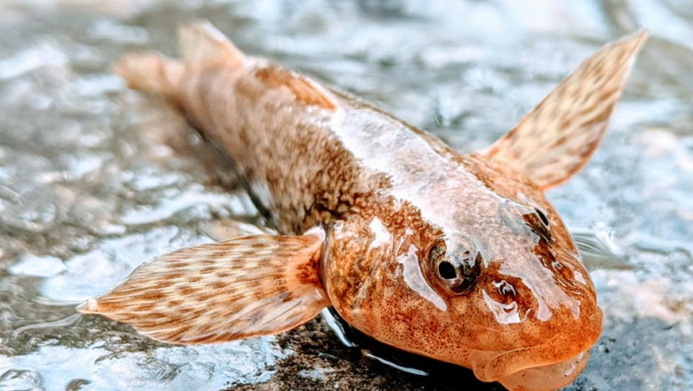 Fosila vie din raul Valsan. Numarul de exemplare de asprete, un peste contemporan cu ultimii dinozauri, a crescut de peste zece ori Imagine