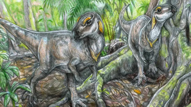 Fosile de dinozaur unice in lume, descoperite in tara Hategului. Oasele „permit o reconstituire fidela a morfologiei animalului” Imagine