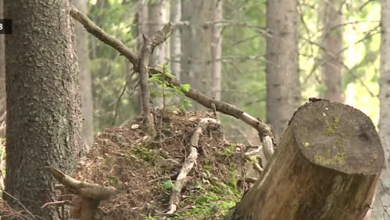 Fost padurar sef, sub lupa ministrului Lucia Varga Imagine