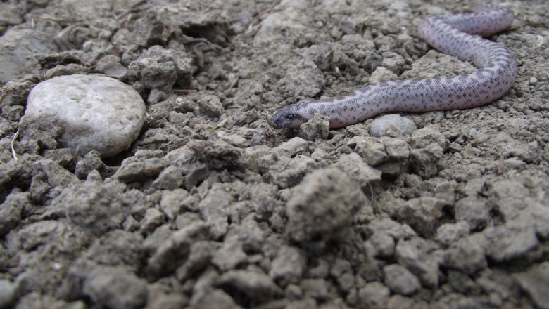 FOTO. Boa de nisip, cel mai rar sarpe din Romania, a fost redescoperit dupa 80 de ani Imagine