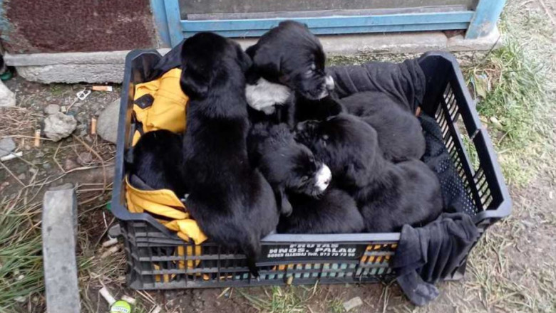 FOTO Mobilizare pe retelele sociale: Sunt cautate doua persoane care au abandonat 10 catelusi langa un magazin din Brasov Imagine