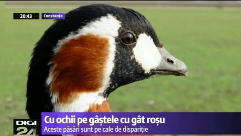 FOTO. Monitorizare prin GPS pentru gastele cu gat rosu. „Decebal” a ramas in Bulgaria, „Darko” a zburat pana la Braila Imagine