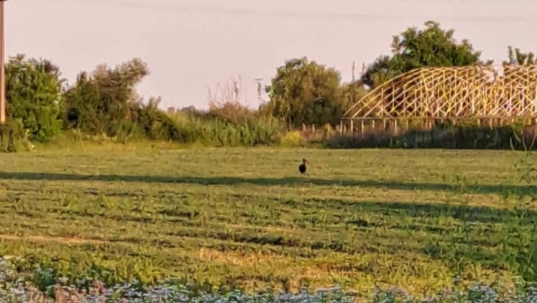 FOTO O barza neagra, specie protejata rar observata in Romania, a fost fotografiata in Prahova Imagine