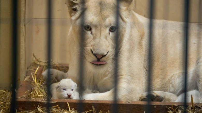 FOTO. O leoaica alba de la o gradina zoologica poloneza a nascut trei pui Imagine