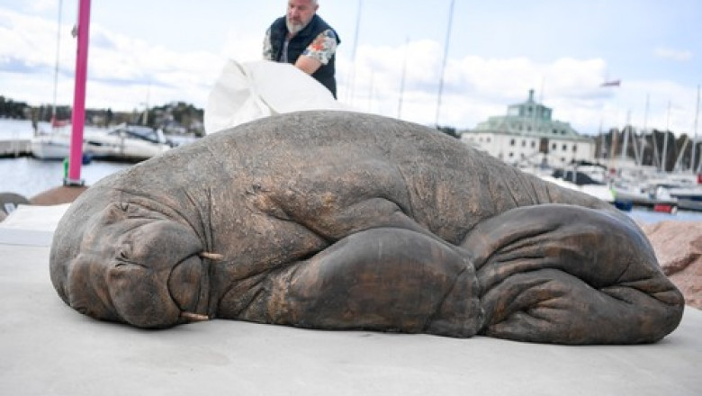 FOTO O statuie a celebrei morse Freya, eutanasiata pentru ca oamenii au refuzat sa stea departe de ea, a fost dezvelita la Oslo Imagine