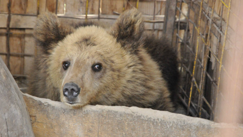 FOTO. Operatiune de urgenta pentru salvarea a opt ursi de restaurant din Kosovo Imagine