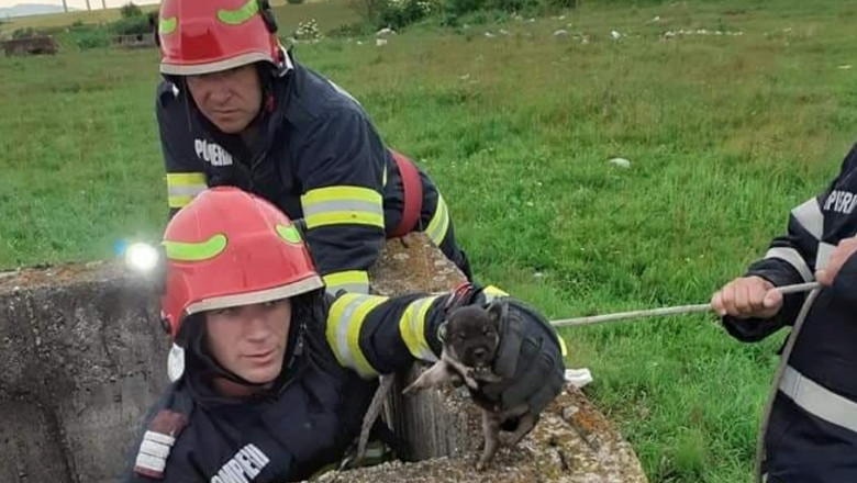 FOTO. Patru catei, salvati de pompieri. Unul a fost scos dintr-un canal, iar alti trei dintr-un put adanc Imagine