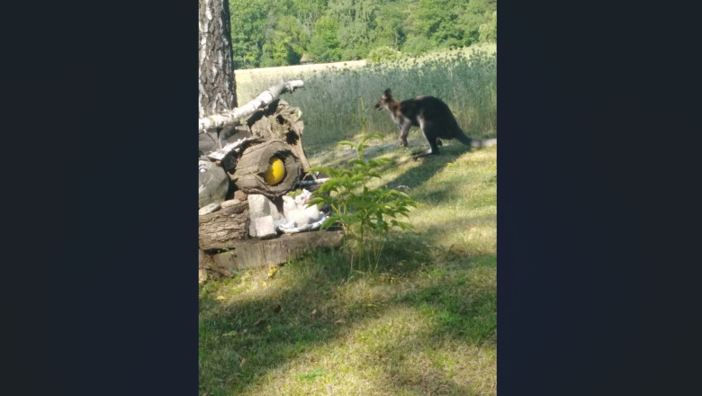 FOTO. Politistii austrieci au prins un cangur care topaia pe un drum de tara Imagine