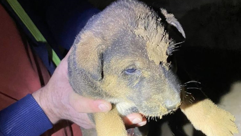 FOTO. Pompierii au salvat un catel care a cazut intr-un canal de aproape 4 metri adancime sapat pentru o fantana Imagine