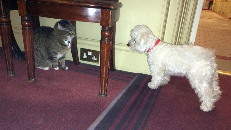 FOTO Razboi in Downing Street: Pisica ministrului de Finante, agasata de o catelusa, noua rivala Imagine