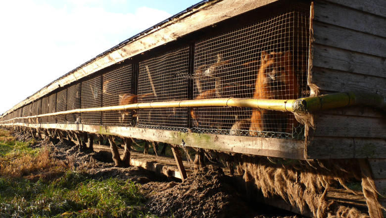 FOTO si VIDEO. In ce conditii sunt crescute animalele din fermele de blanuri din tarile scandinave Imagine