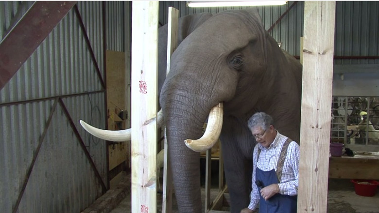 FOTO VIDEO. Ce mai fac miliardarii Romaniei? Ioan Niculae asteapta un elefant impaiat pe care l-a vanat in Africa de Sud Imagine