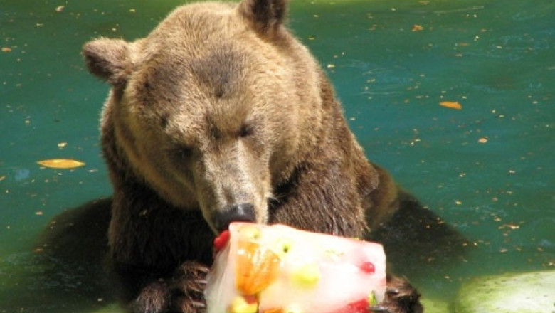 FOTO VIDEO Rasfat de canicula: Animalele de la gradina zoologica din Rio de Janeiro mananca inghetata Imagine