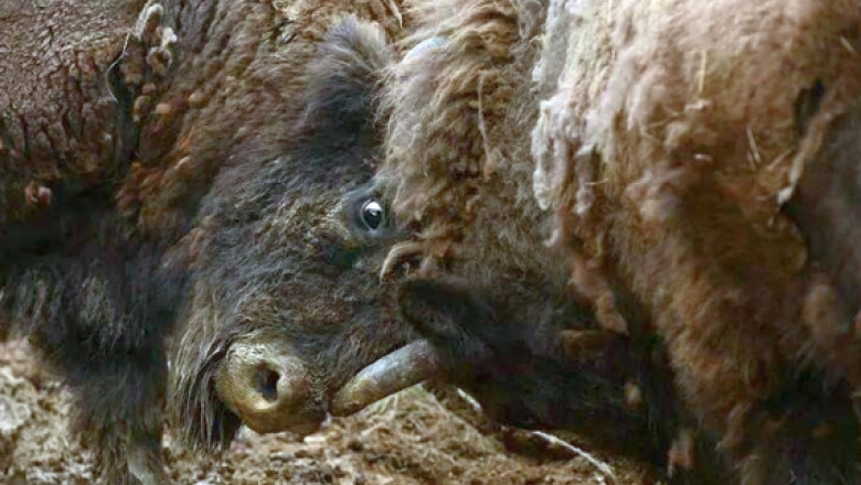 FOTOGALERIE Zimbrii se intorc in Romania. 17 exemplare din specia-emblema sunt gazduite in Muntii tarcu Imagine