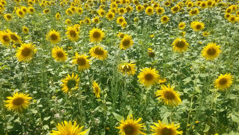 Fotografie antifrauda: certificate de producator, numai insotite de fotografiile culturilor Imagine