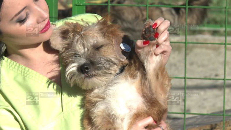 Fotomodelele pozeaza pentru catei nedoriti. Campanie inedita de adoptii canine la Timisoara Imagine