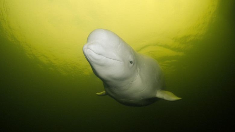 Francezii incearca disperati sa salveze beluga blocata in raul Sena cu un cocktail de vitamine Imagine