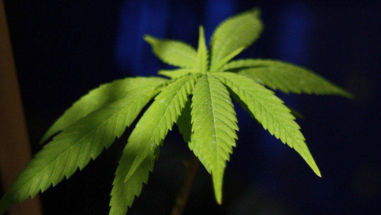 Franta a legalizat consumul medicamentelor care contin canabis Imagine