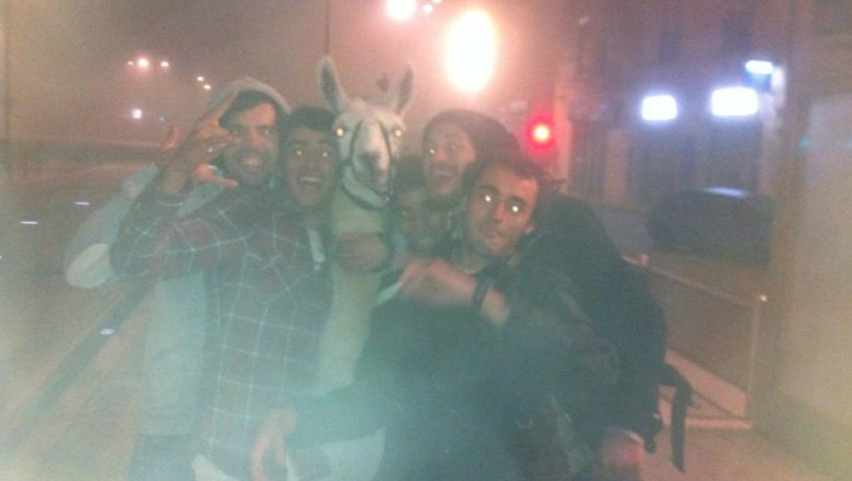 Franta. Lama eliberata de la circ si plimbata cu tramvaiul Imagine