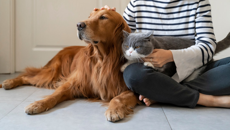 Frauda de 150.000 de euro cu animale de companie inexistente. O grupare spaniola a fost arestata, dupa pacalirea a peste 100 de oameni Imagine