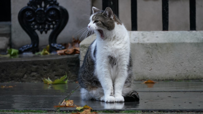 Frenezie pe internet dupa ce Larry the Cat, motanul din Downing Street 10, a anuntat ca Regele Charles i-a propus sa fie premier Imagine