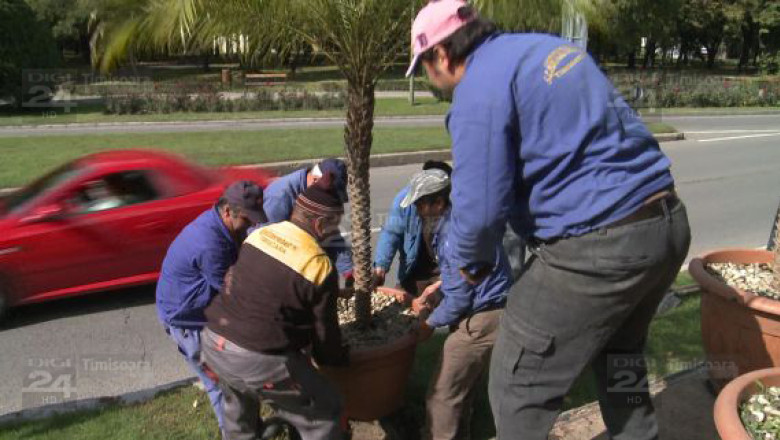 Frigul trimite in sera palmierii din centrul Timisoarei Imagine