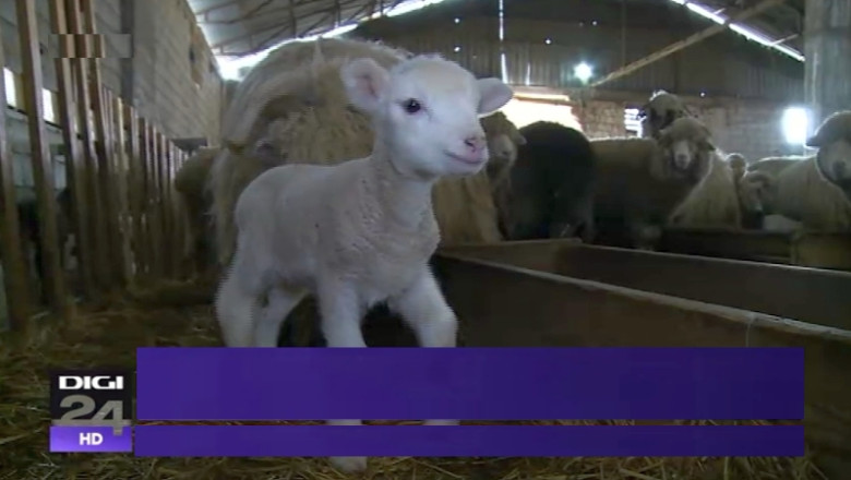 Friptura de miel costa acum mai mult cu 30%. Motivul: Sacrificarea animalelor se face doar in abatoare Imagine