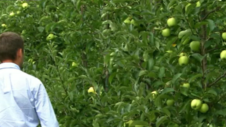 Fructe moldovenesti pe pietele din Romania. Pomicultorii romani se tem ca vor ramane cu recoltele nevandute Imagine