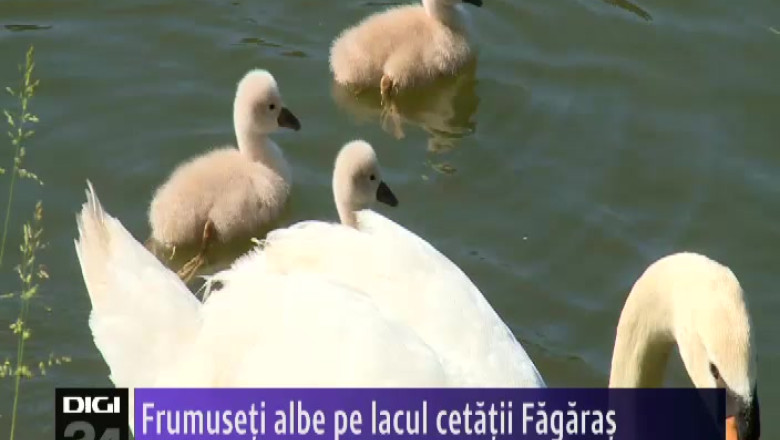 Frumuseti albe pe lacul cetatii Fagaras  Imagine
