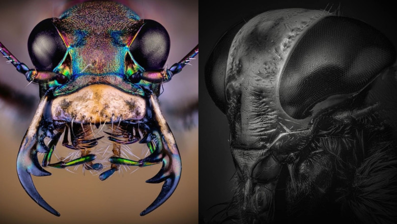 Furnicile-monstru si carabusii-extraterestri. Imagini fascinante cu insecte fotografiate printr-un microscop Imagine
