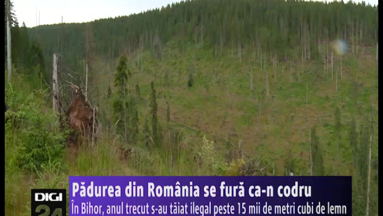 Furt ca-n codru. Anul trecut, in Bihor s-au taiat ilegal peste 15 mii de metri cubi de lemn Imagine