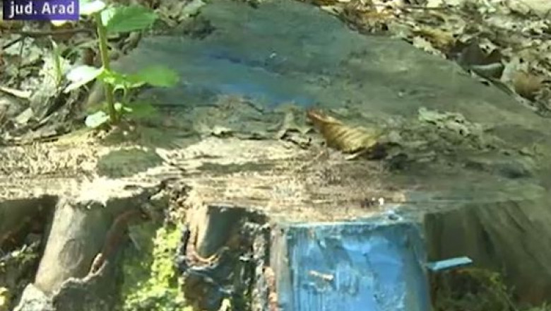 Furt de esenta tare. Aproape 10.000 de stejari au disparut de la Ocolul Silvic de langa Savarsin Imagine